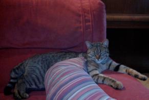 Alerta desaparecimento Gato Macho , 9 anos Saint-Germain-le-Gaillard França