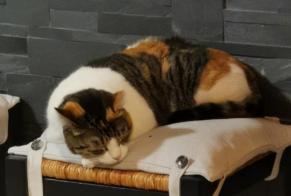 Alerta desaparecimento Gato  Fêmea , 11 anos Mirepeix França