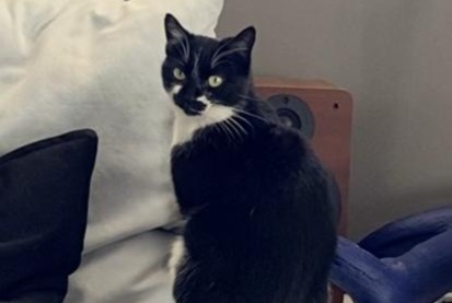 Alerta desaparecimento Gato Fêmea , 9 anos Santa-Reparata-di-Balagna França