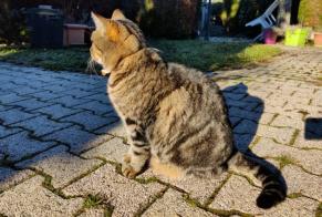 Alerta desaparecimento Gato  Macho , 10 anos Tulle França
