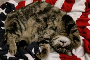 Alerta desaparecimento Gato  Macho , 10 anos Tulle França