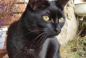 Alerta desaparecimento Gato Macho , 6 anos Guignen França