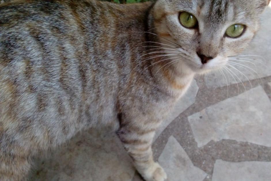 Alerta desaparecimento Gato Fêmea , 5 anos Nassandres sur Risle França