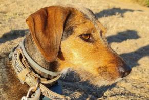 Alerta desaparecimento Cão cruzamento Fêmea , 8 anos Stotzheim França