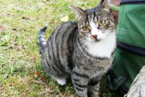 Alerta desaparecimento Gato  Fêmea , 6 anos Niergnies França
