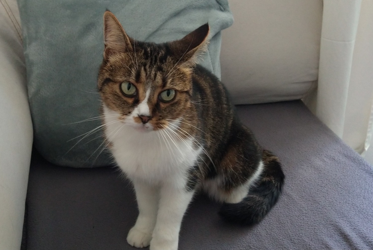 Alerta desaparecimento Gato cruzamento Fêmea , 14 anos Châtel-Guyon França