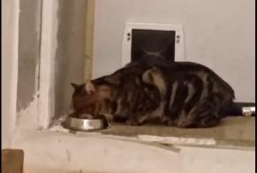 Alerta desaparecimento Gato Macho , 5 anos Valence França