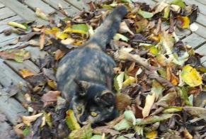 Alerta desaparecimento Gato  Fêmea , 4 anos Saint-Astier França