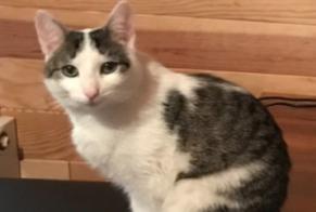Alerta desaparecimento Gato cruzamento Fêmea, 3 anos Lesperon França