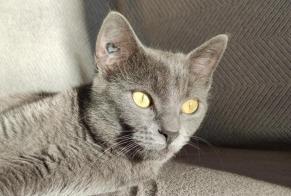 Alerta desaparecimento Gato Fêmea, 2 anos Hendaye França