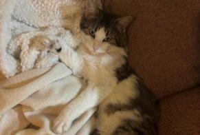 Alerta desaparecimento Gato Macho, 4 anos Ploubazlanec França