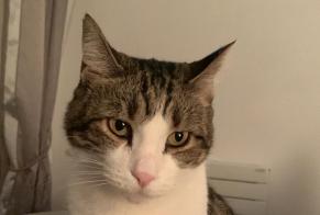 Alerta desaparecimento Gato Macho , 11 anos Levallois-Perret França