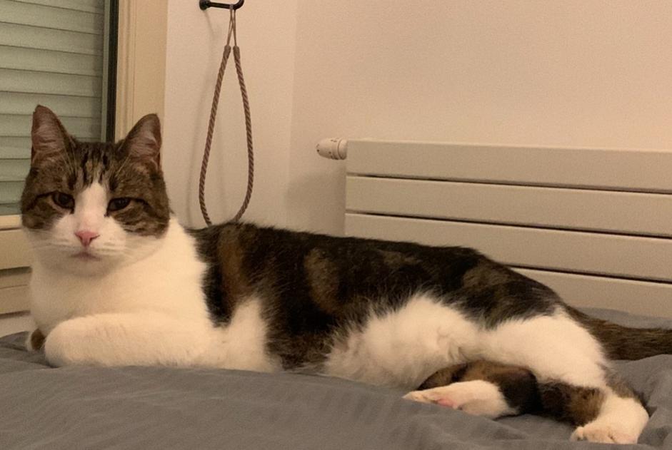 Alerta desaparecimento Gato Macho , 11 anos Levallois-Perret França