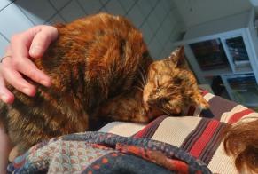 Alerta desaparecimento Gato cruzamento Fêmea, 4 anos Betton França