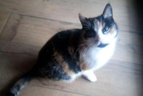 Alerta desaparecimento Gato Fêmea, 4 anos Hadol França