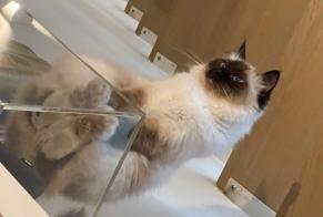 Alerta desaparecimento Gato Fêmea, 7 anos Paris França