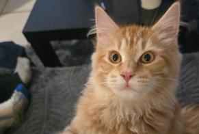 Alerta desaparecimento Gato cruzamento Macho, 2 anos Villeurbanne França