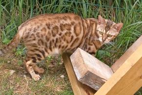 Alerta desaparecimento Gato Fêmea, 6 anos Cesson França