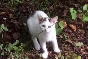 Alerta desaparecimento Gato Macho, 2 anos Fontenoy França