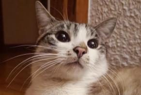 Alerta desaparecimento Gato cruzamento Macho , 3 anos Remiremont França