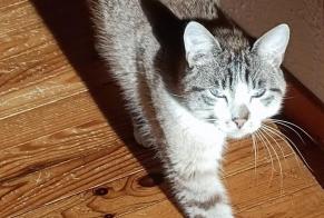 Alerta desaparecimento Gato cruzamento Macho , 3 anos Remiremont França