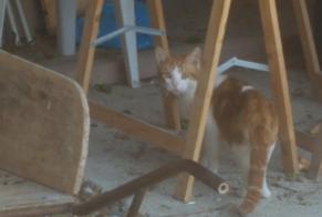 Alerta desaparecimento Gato  Macho , 3 anos Préfontaines França