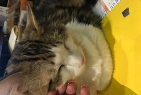 Alerta desaparecimento Gato cruzamento Macho, 4 anos Lherm França