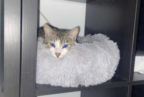 Alerta desaparecimento Gato Macho, 2 anos Bruges França