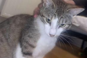 Alerta desaparecimento Gato Macho, 2 anos Bruges França