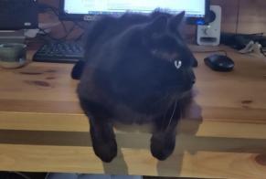 Alerta desaparecimento Gato Macho, 7 anos Sonnaz França