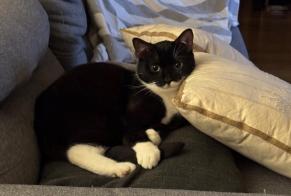 Alerta desaparecimento Gato Macho, 2 anos Muret França