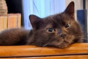 Alerta desaparecimento Gato Macho, 7 anos Bruay-sur-l'Escaut França