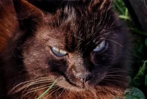 Alerta desaparecimento Gato Macho, 7 anos Bruay-sur-l'Escaut França