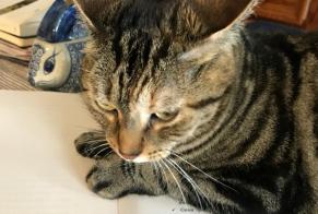 Alerta desaparecimento Gato cruzamento Fêmea, 7 anos Strasbourg França