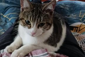 Alerta desaparecimento Gato Fêmea, 2 anos Jarny França