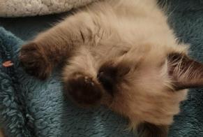 Alerta desaparecimento Gato Macho, 1 anos Chennevières-sur-Marne França