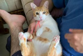 Alerta desaparecimento Gato cruzamento Macho, 5 anos Tavel França