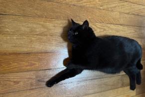 Alerta desaparecimento Gato Fêmea, 10 anos Orthevielle França