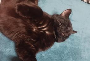Alerta desaparecimento Gato Macho , 3 anos Libourne França