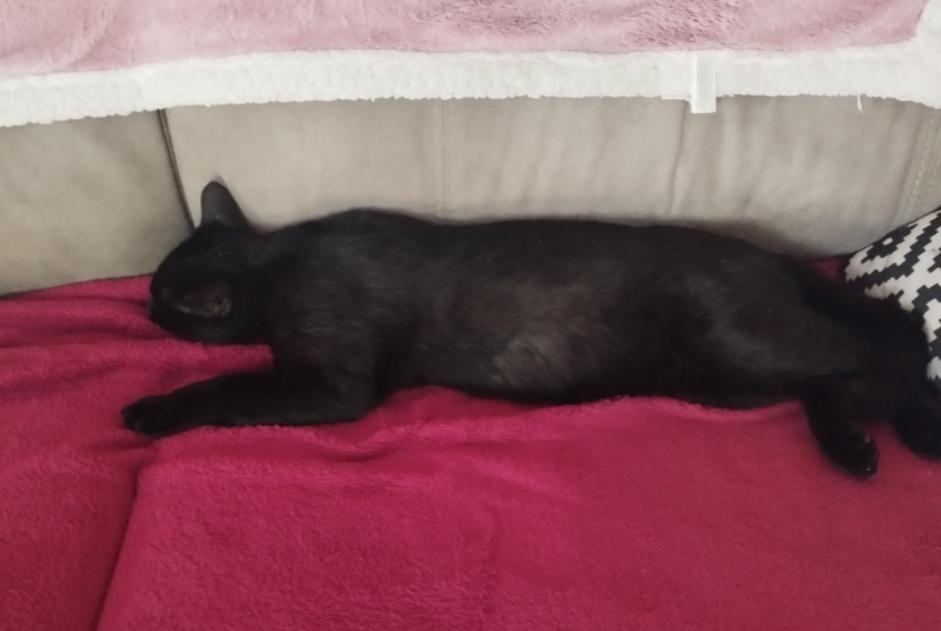 Alerta desaparecimento Gato Macho , 3 anos Libourne França