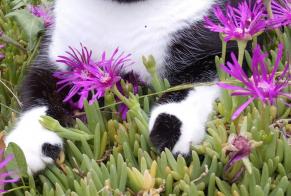 Alerta desaparecimento Gato  Fêmea , 5 anos Quintenas França