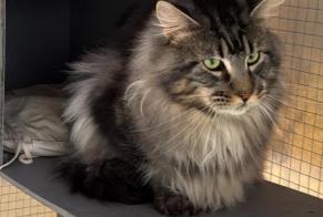 Alerta desaparecimento Gato  Macho , 3 anos Laigné-Saint-Gervais França