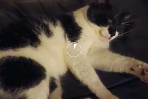 Alerta desaparecimento Gato Macho , 6 anos Saint-André-lez-Lille França
