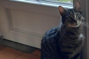 Alerta desaparecimento Gato  Macho , 9 anos Escombres-et-le-Chesnois França