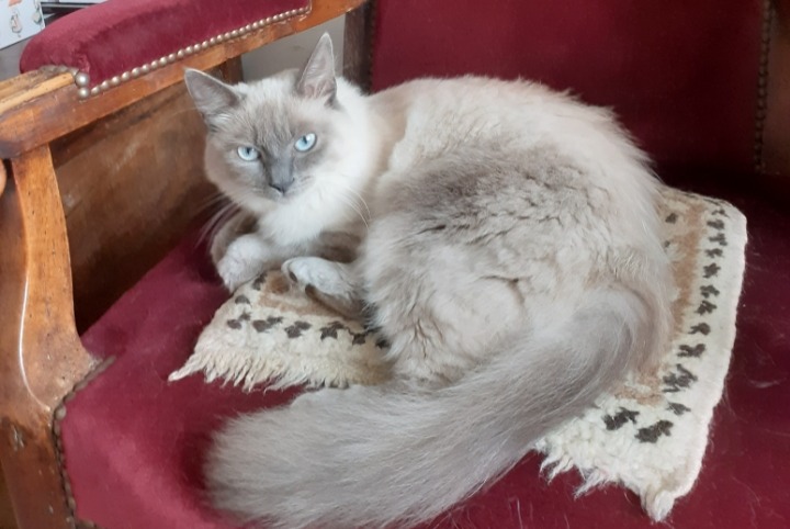 Alerta desaparecimento Gato cruzamento Fêmea , 5 anos Messanges França