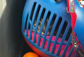 Alerta desaparecimento Gato Macho , 4 anos Carcassonne França
