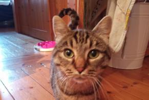 Alerta desaparecimento Gato cruzamento Macho , 6 anos Loos França
