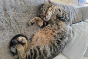 Alerta desaparecimento Gato  Fêmea , 6 anos Anglade França