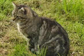 Alerta desaparecimento Gato  Fêmea , 6 anos Anglade França