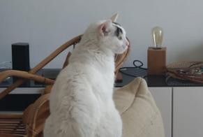 Alerta desaparecimento Gato cruzamento Fêmea , 10 anos Brignais França